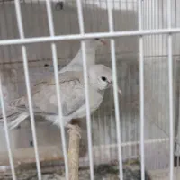 پرنده|پرنده|مشهد, چهاربرج|دیوار
