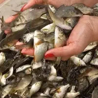 بچه ماهی کپور اصلاح نژاد