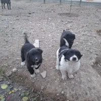 واگذاری  سگ