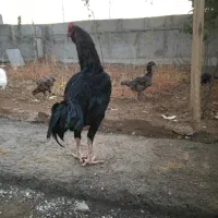 تخم نطفه دار لاری