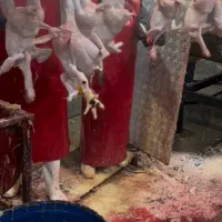 استخدام بی خس کار‌حرفه ای با حقوق بالا در کشتارگاه|استخدام خدمات فروشگاه و رستوران|شهریار, رضی آباد پایین|دیوار