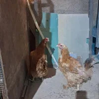 مرغ محلی ریشو وپاپر تخم گذار