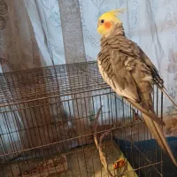 عروس هلندی