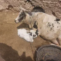 گاو شیری اروم کم خرج باگوساله ماده