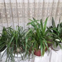 معاوضه یا فروش گل