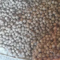 گردو|خوردنی و آشامیدنی|سقز, |دیوار