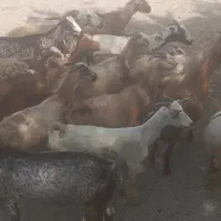 گله بز برای ماه محرم چاق چله قیمت ارزون
