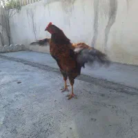 مرغ رسمی ۲ رگه