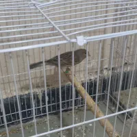 قناری بخون دیوانه