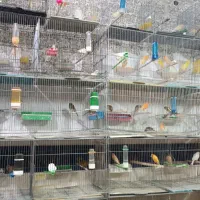 انواع قناری|پرنده|خرمدره, |دیوار