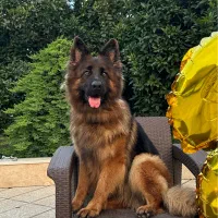 سگ ژرمن ماده گمشده