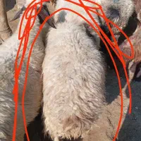 میش جوان آبستن به فروش می رسد|حیوانات مزرعه|رستم, |دیوار