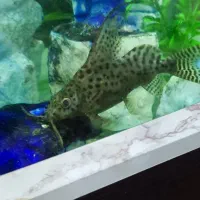 ماهی کت فیش|ماهی|تهران, مولوی|دیوار