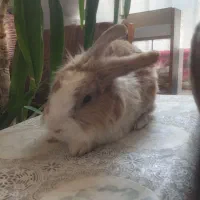 خرگوش نر لوپ مینیاتوری