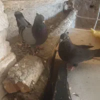 کبوتر اصل پرشی