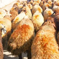 گوسفند با بره