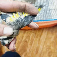 سهره فروش یا معاوضه|پرنده|شاهینشهر, حافظ شمالی|دیوار