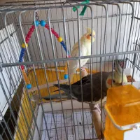 یک جفت عروس هلندی|پرنده|سردرود, |دیوار