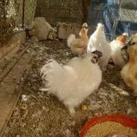 فروش خورس ابریشمی اصل