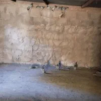 کبوتر مسافتی برگشته|پرنده|چرداول, |دیوار