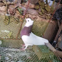 کبوتر طوقی|پرنده|یزد, |دیوار