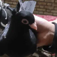 کفتر زاغ درجه یک