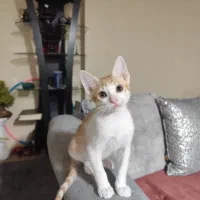 گربه