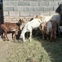 فروش بز گوسفند