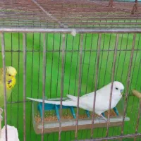 مرغ عشق انگلیسی|پرنده|سوسنگرد, |دیوار