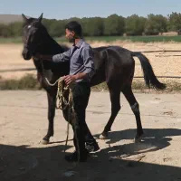 اسب نریان جوان|اسب و تجهیزات اسب‌سواری|تویسرکان, |دیوار