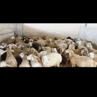 عرضه دام بهداشتی با 25 درصد تخفیف ویژه|حیوانات مزرعه|تهران, نازیآباد|دیوار