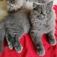 اسکاتیش