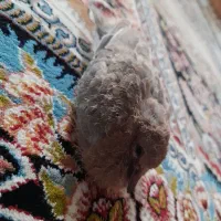 پرنده زیبا