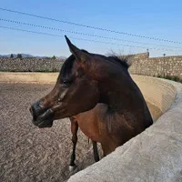 کار در دامداری پرورش اسب
