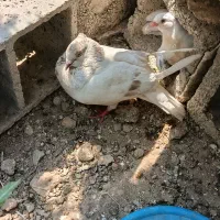 کبوتر