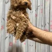 توی پودل اصل