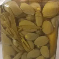 چاغاله ..ترشی چاغاله