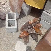 مزرعه و حیوانات