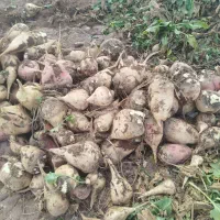 چغندر|حراج|نیشابور, فردوس شمالی|دیوار