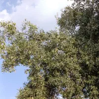 فروش زیتون درشت اسرائیلی
