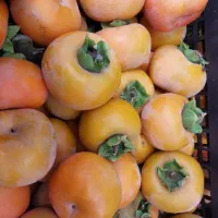 خریدار خرمالو سر درختی