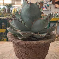 کاکتوس تیتانوتا بلوبال