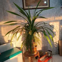 گل پاندانوس