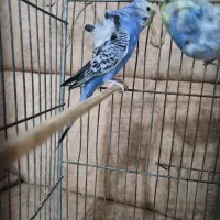 مرغ عشق پروانه ای