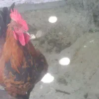 خروس کردی