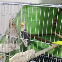 عروس هلندی نر و ماده
