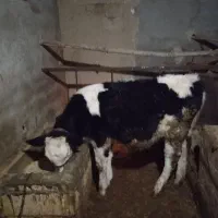 گوساله ماده