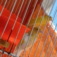 جفت قناری رسمی طلایی