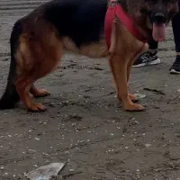 ژرمن2ساله ماده