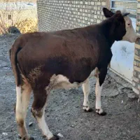 گاوسمینتال